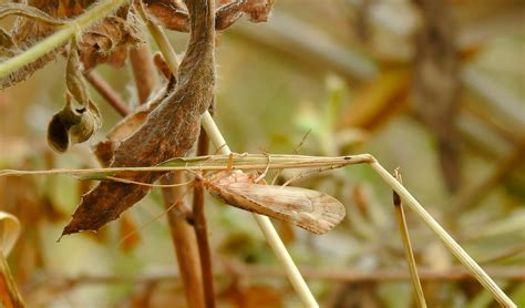 Schietmot Limnephilus Flavicornis Piet Koning Flickr