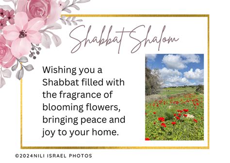 Shabbat Shalom Greeting Cards - Nili Israel Photos