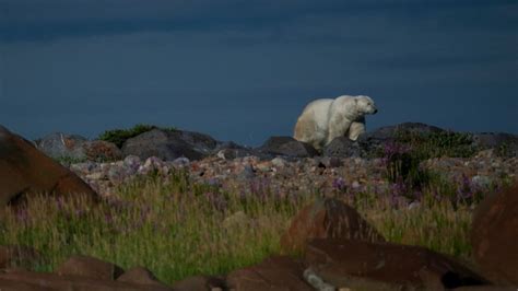 Policías matan en Islandia a un oso polar que se acercó a una cabaña