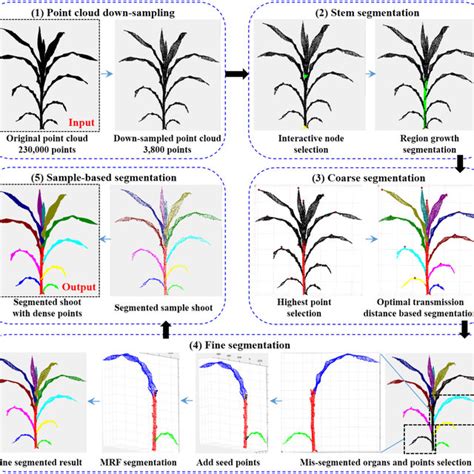 Stem Point Cloud Segmentation A Seed Points At The Bottom And Top Of