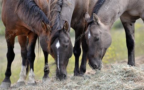 American wild mustang horses — Stock Photo © alancrosthwaite #14074610