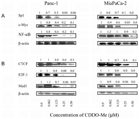 Effect Of Cddo Me On Transcription Factors That Regulate Htert