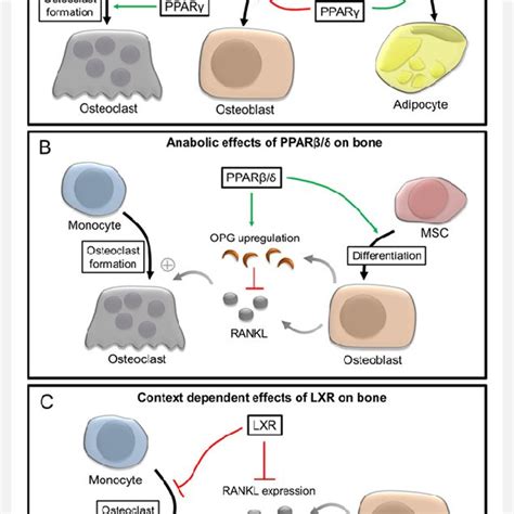 Role Of Pparγ Pparβδ And Lxrs During The Control Of Osteoblast And Download Scientific