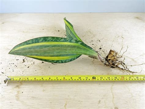 Sansevieria Masoniana Variegated Odd Spot Plants