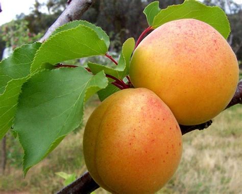 Prunus Armeniaca Mandshurica Manchurican Apricot 15 Seeds Seeds And Bulbs