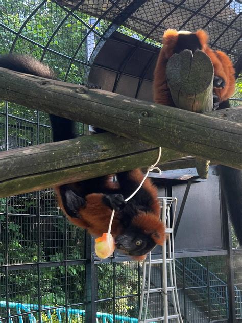 サルたちと氷 ～アカエリマキキツネザル編～動物トピックス｜ブログ野毛山動物園公式サイト｜公益財団法人 横浜市緑の協会