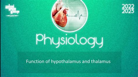 L16 Part 2 Function Of Hypothalamus And Thalamus Physiology Youtube