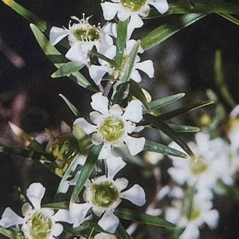 Leptospermum Little Lemon Scents