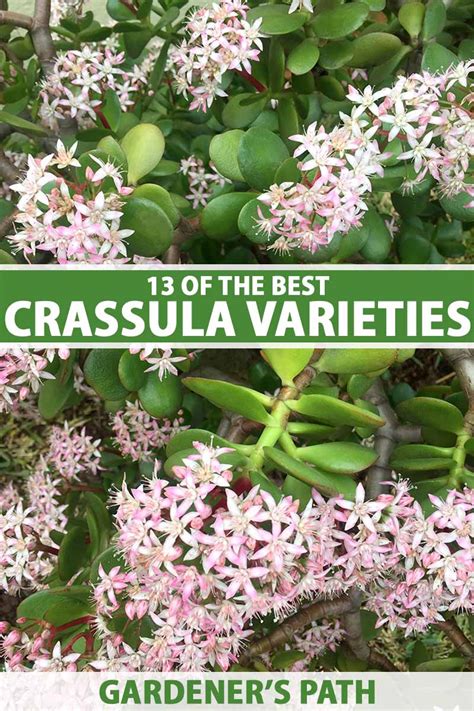 13 Of The Best Crassula Varieties To Grow At Home