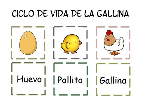 Recursos Y Actividades Para Educación Infantil Ciclo De La Vida De Una Gallina