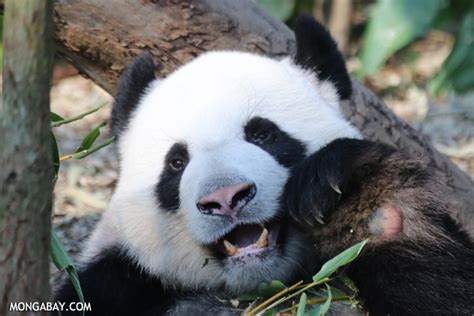 Giant panda population rises by nearly 17 percent