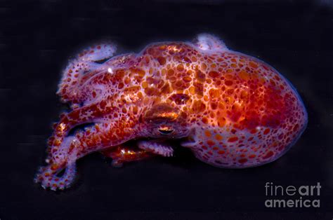 Giant Pacific Octopus Photograph By Dante Fenolio Pixels