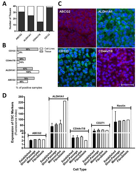 Putative Cancer Stem Cell Markers Are Frequently Expressed By Melanoma