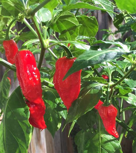 When to Pick Ghost Peppers? Top Picking Tips