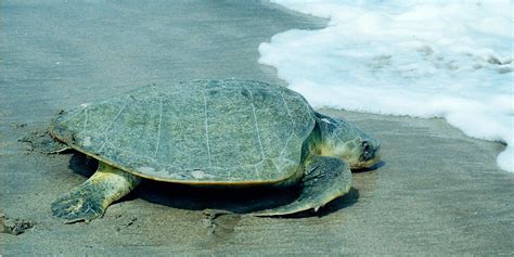 La Tortuga Lora Características y Cuidados