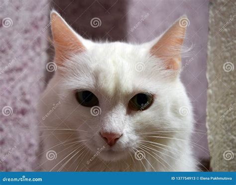 Cat Kitten White Pet Animal Cute Feline Kitty Domestic Fur