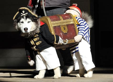 50 Funny pet costumes (50 pics) | Amazing Creatures