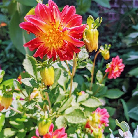 Starting Dahlias Indoors From Seed Dont Be Intimidated