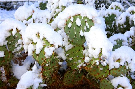 30 cactus resistentes al frío