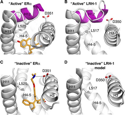 Design Of A Model For LRH 1 Ligand Binding Pocket In An Antagonized