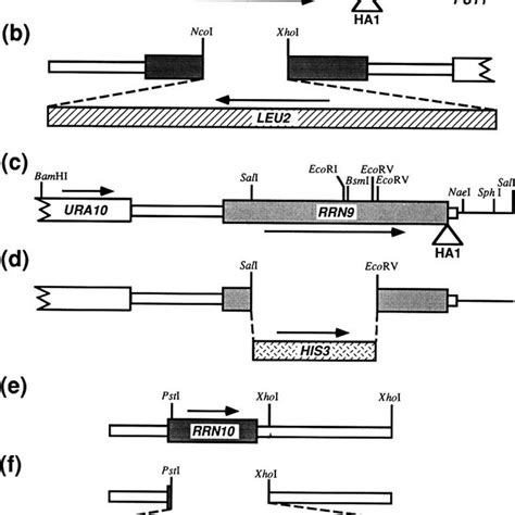 Tetrad Analysis Of Diploid Strains Noy Rrn Rrnsa Leu A