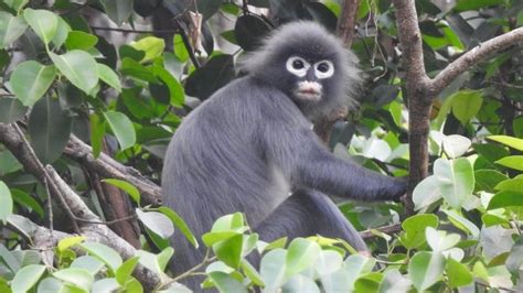 Meet The World S Newest Monkey Species