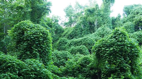 Kudzu A Problem In National Forest Interiors Near Asheville