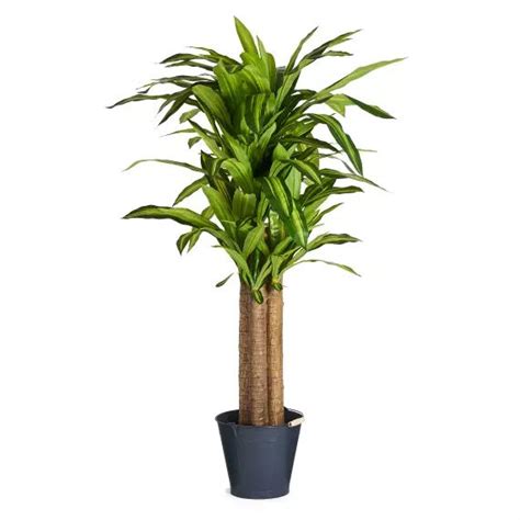 Plante Artificielle Dracaena Cm Furnhouse Mr Scandinave