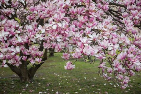 Magnolia: How To Planting, Cutting And Propagating The Magnolia Tree - Gardender