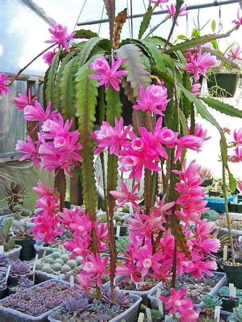 How To Grow And Care For Disocactus Phyllanthoides German Empress