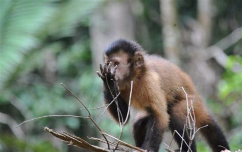 Em ação conjunta animais silvestres são devolvidos à natureza no Amapá