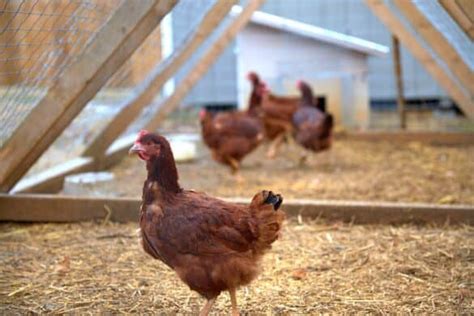 Keeping An Indoor Pet Chicken An Ultimate Guide