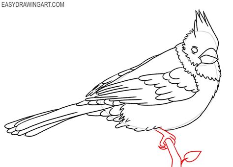 How To Draw A Cardinal Bird Easy Drawing Art