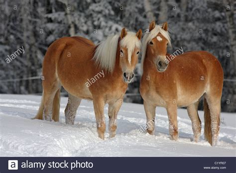 Two Haflinger Horses Standing In Snow Stock Photo Alamy