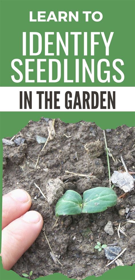 How To Identify Seedlings In The Vegetable Garden Artofit