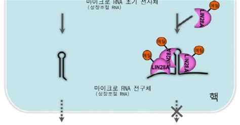 국내 연구진 줄기세포 성장조절 단백질의 작동원리 규명