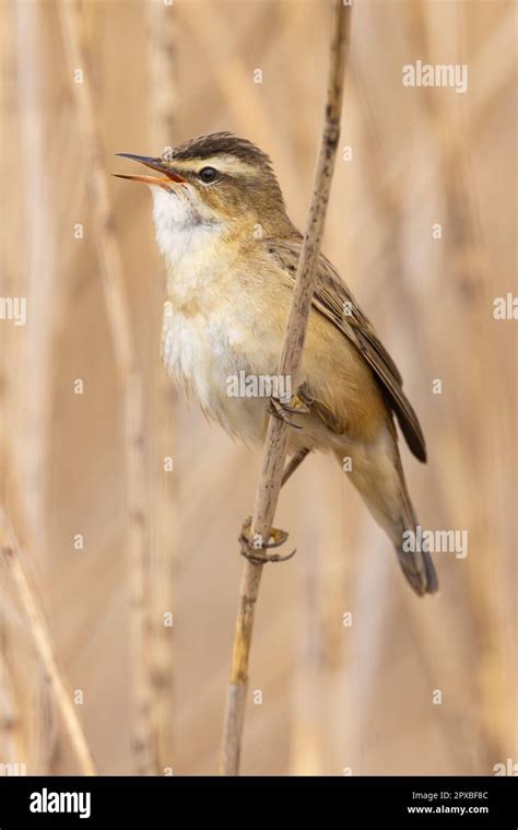 Sedge Warbler Singing In A Reed Bed Stock Photo Alamy