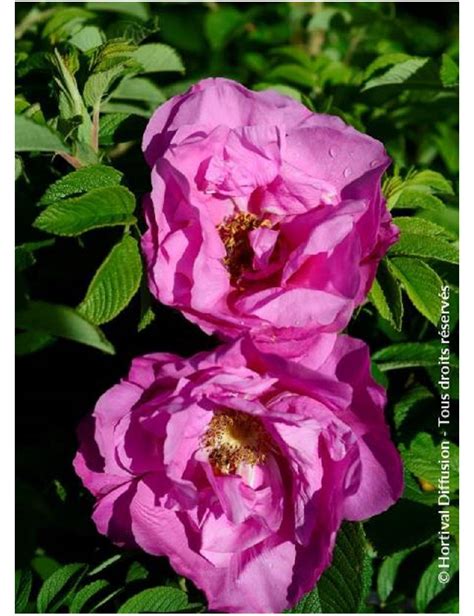 Rosa Rugosa Pussy Rosier Arbustif Rosier Rugueux