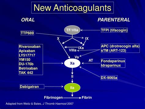 Ppt Oral Anticoagulant Therapy A Look To The Future Powerpoint Presentation Id159622