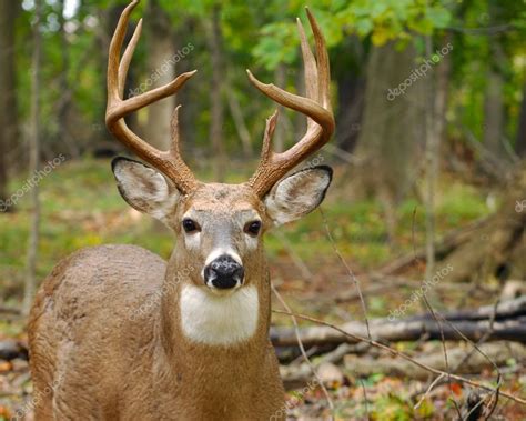 Pictures Young Buck Young Whitetail Deer Buck — Stock Photo