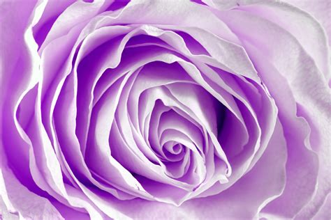 🔥 75 Purple Roses Wallpapers Wallpapersafari