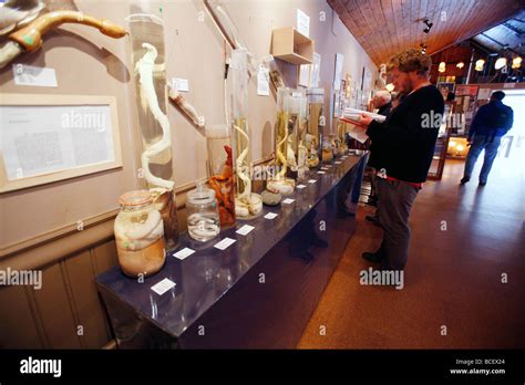 Iceland Phallological Museum Hi Res Stock Photography And Images Alamy