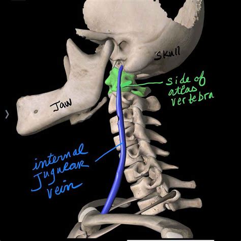 jugular-vein - Vital Energy Center