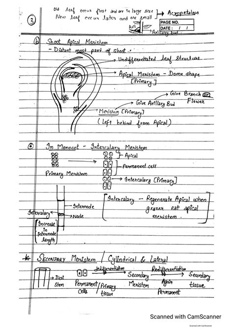 Solution Neet Biology Handwritten Notes On Plant Anatomy Topper S