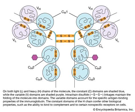 Antibody Structure Classes Function Britannica