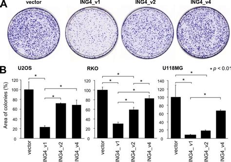 Attenuated Effect Of Cell Growth Suppression Of The ING4 Variants That