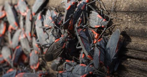 How To Identify Box Elder Bugs And What To Do If You Have An Infestation