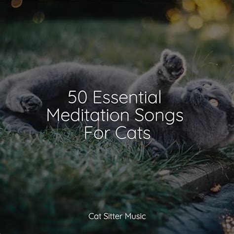 Play 50 Essential Meditation Songs For Cats By Music For Relaxing Cats