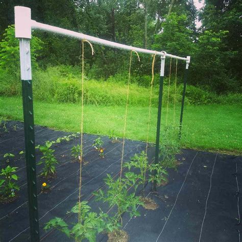 Twine Trellis For Tomatoes Informacionpublica Svet Gob Gt