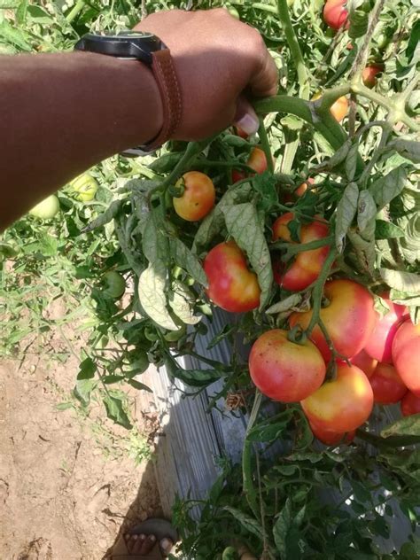 Farmson Biotech Red Fb 9111 F1 Hybrid Tomato Seeds Solanum